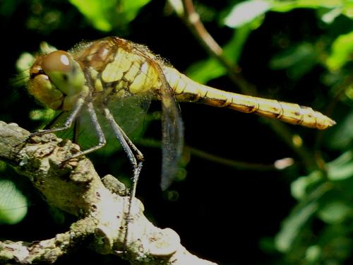 Sympetrum striolatum